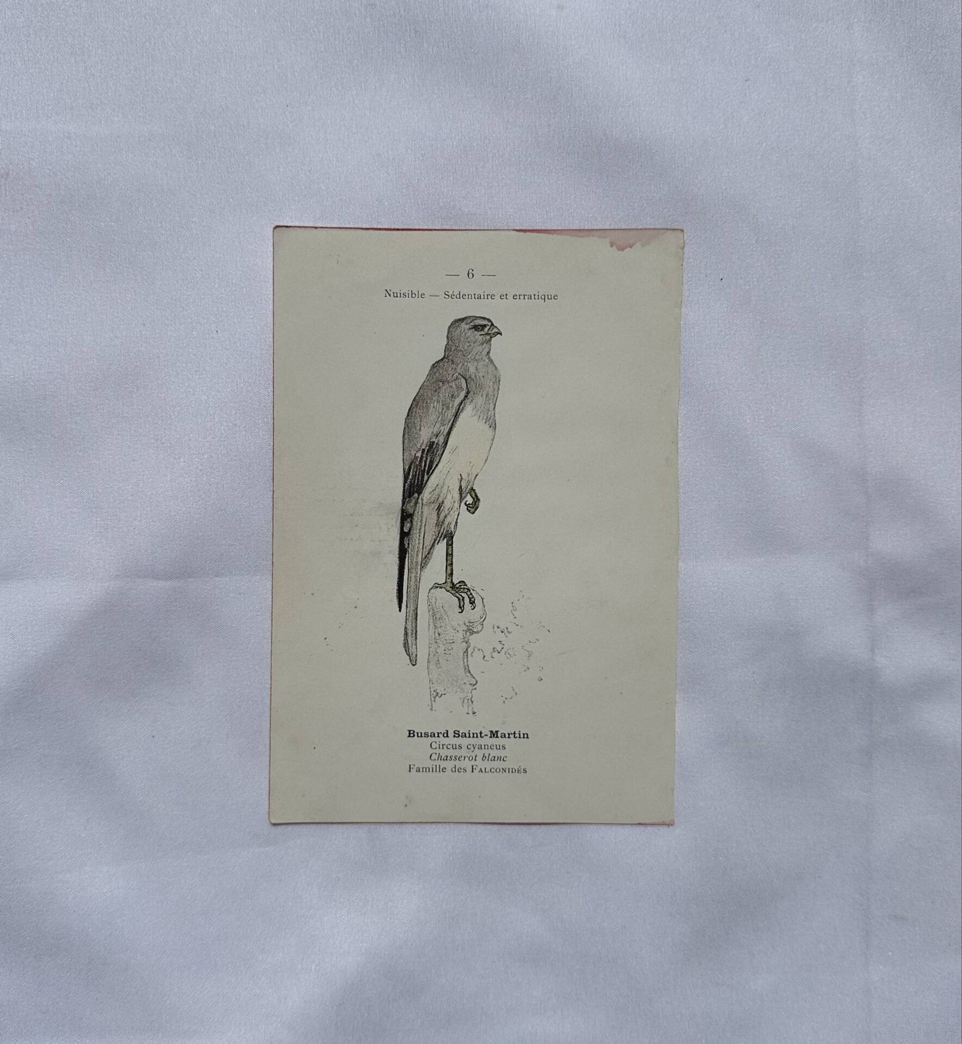 Planche Botanique Gravure oiseaux naturaliste  19eme recto verso  A