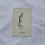 Planche Botanique Gravure oiseaux naturaliste  19eme recto verso  A