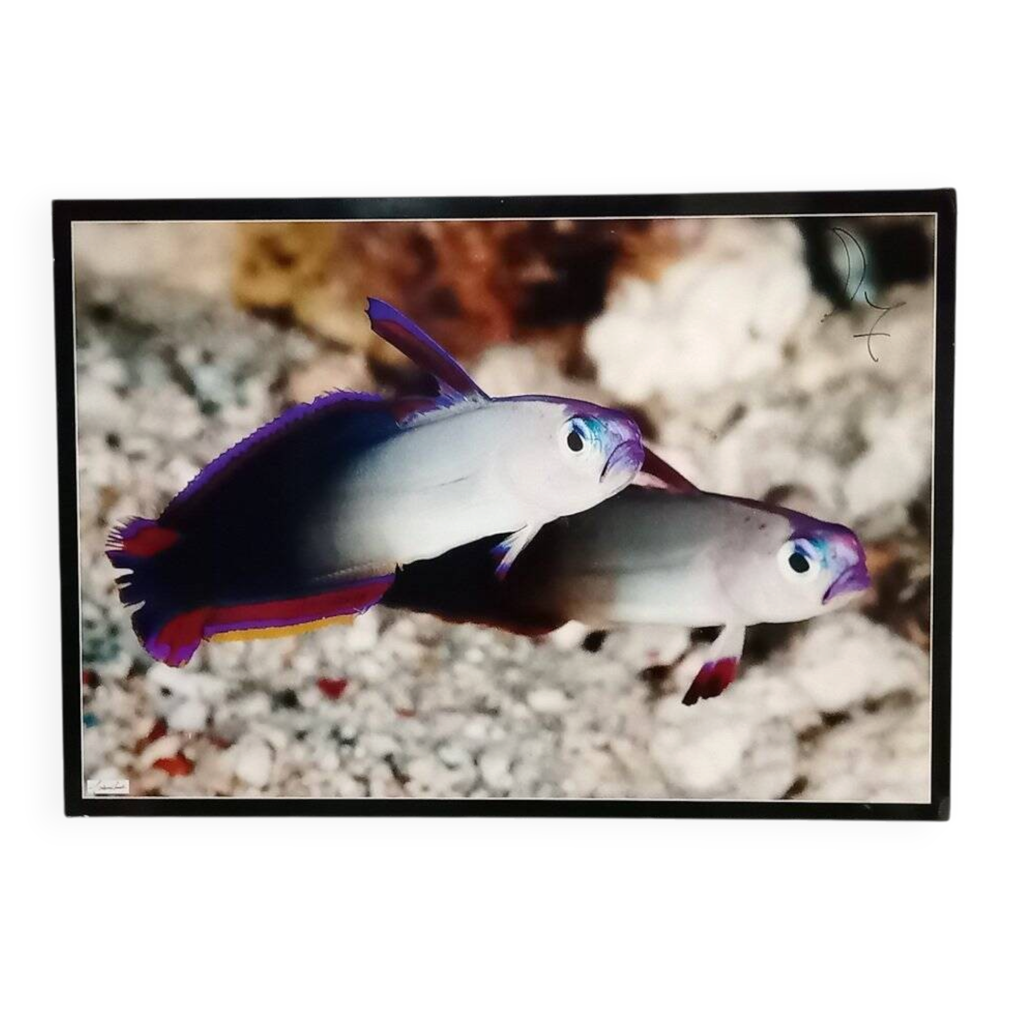 Photographic poster with tropical fish by Giovanni Smorti, 1980s