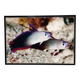 Photographic poster with tropical fish by Giovanni Smorti, 1980s