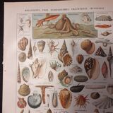 Lithograph on shellfish and molluscs from 1922