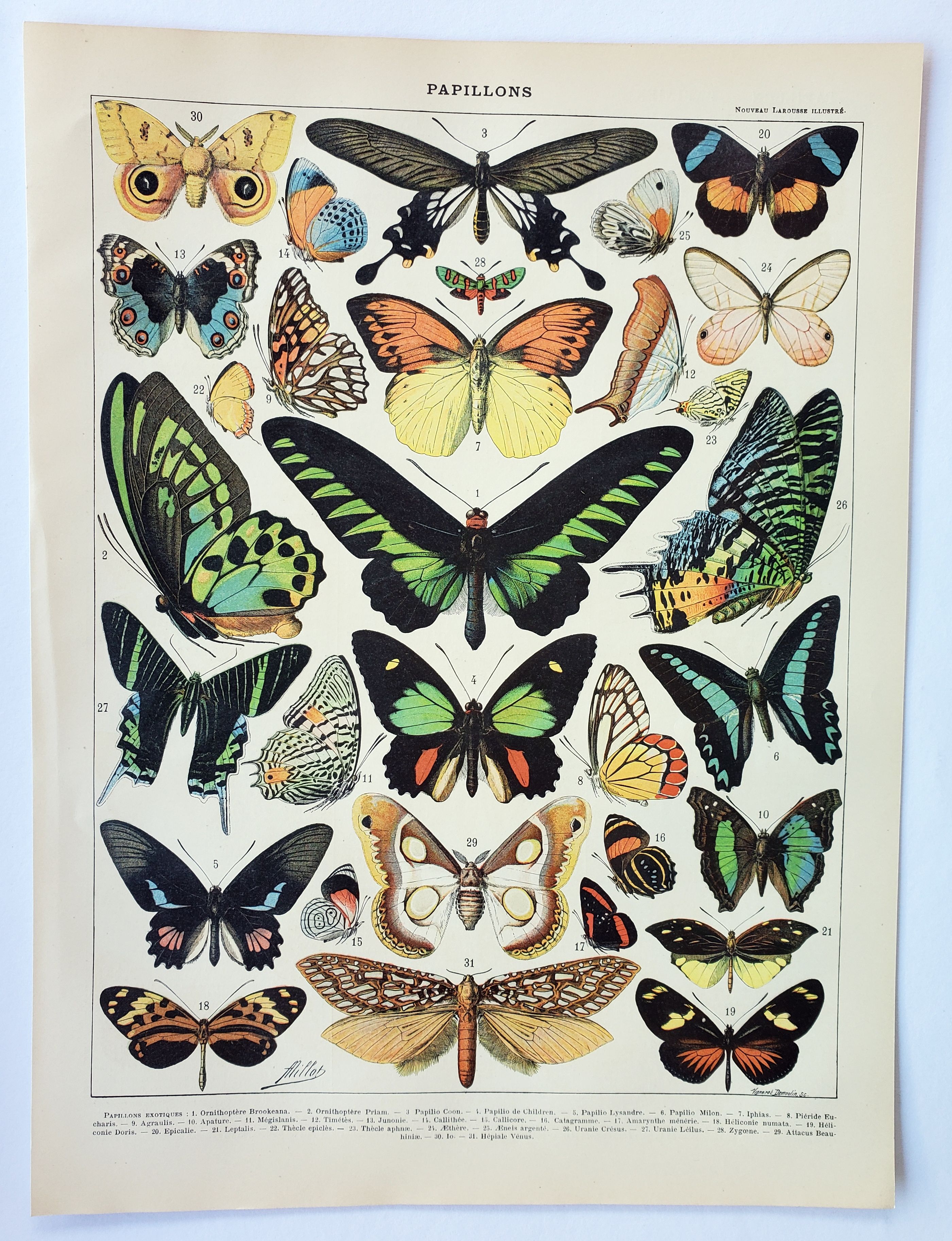Engraving • Exotic butterflies, insects • Original and vintage poster from 1898