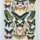 Engraving • Exotic butterflies, insects • Original and vintage poster from 1898