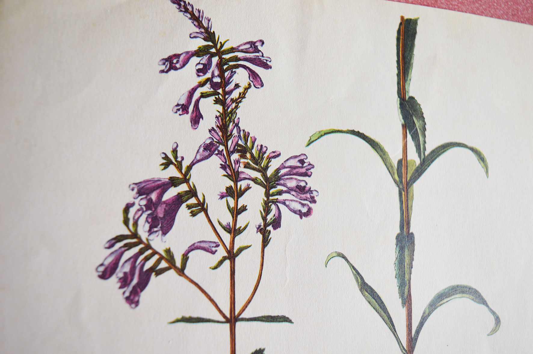 Pharmaceutical advertising poster - Botany No.37