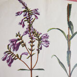 Pharmaceutical advertising poster - Botany No.37