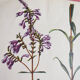 Pharmaceutical advertising poster - Botany No.37
