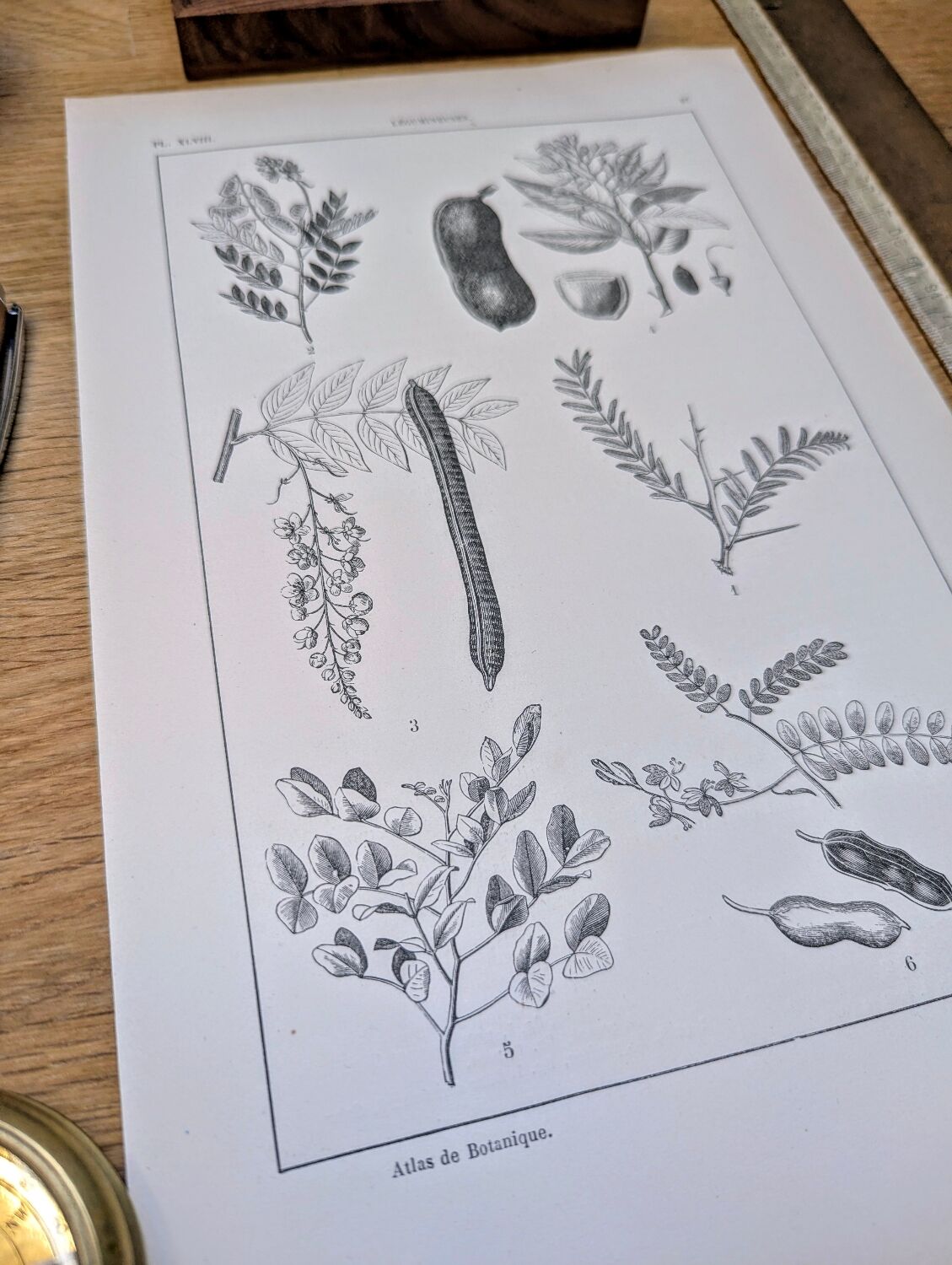 Imprimée en 1889, les légumineuses. Planche botanique ancienne.
