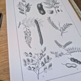 Imprimée en 1889, les légumineuses. Planche botanique ancienne.