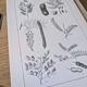 Printed in 1889, legumes. Antique botanical plate.