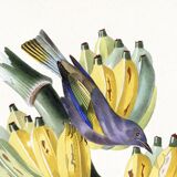 Poster featuring a tanagara tree and a bunch of bananas, based on an engraving