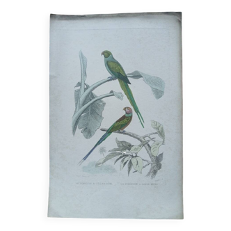 Poster - 19th century zoological engraving - parakeets