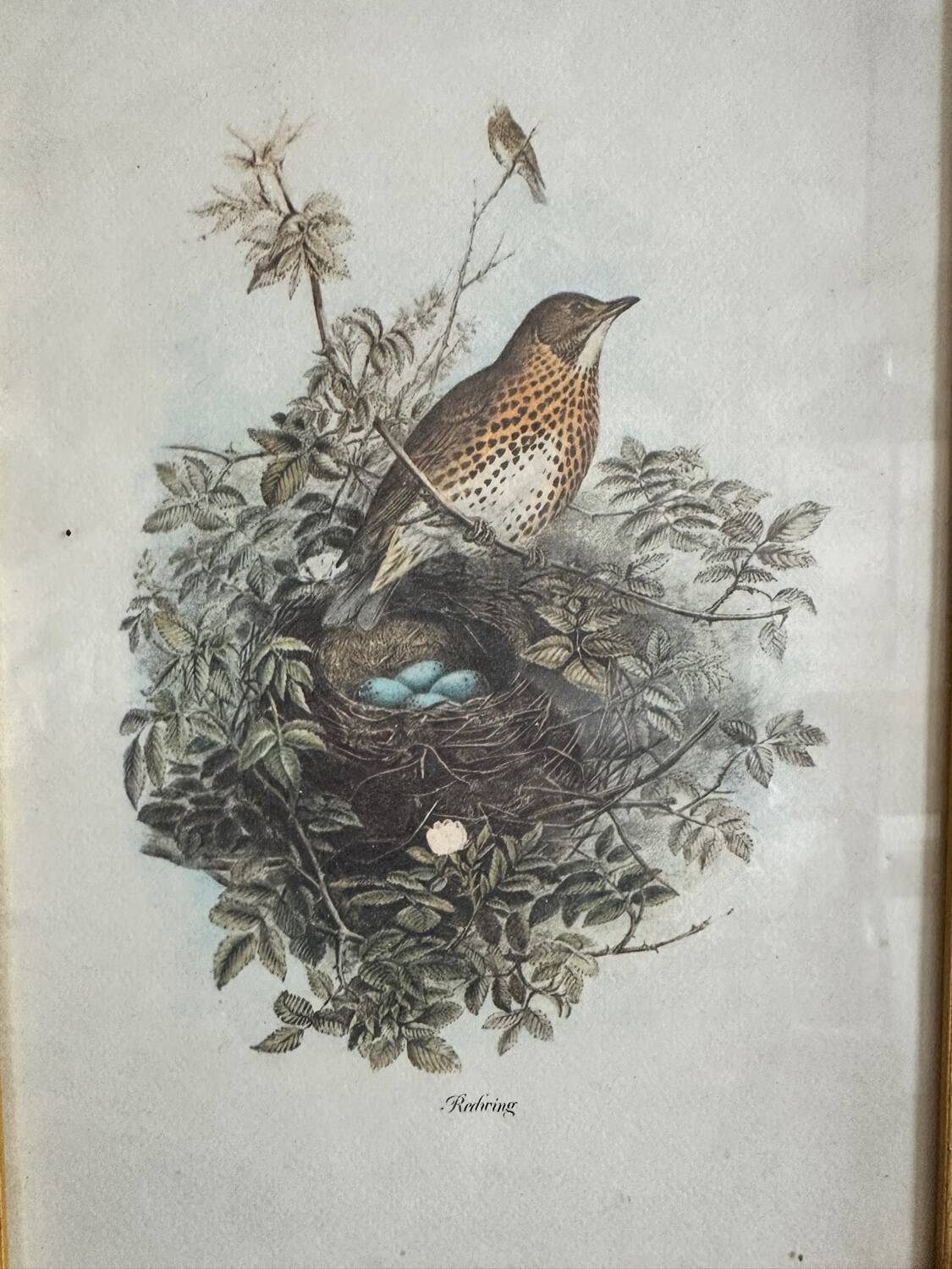 Antique illustration of a bird. Antique framed illustration of a bird.