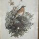 Ancienne illustration d’oiseauAncienne illustration d’oiseau encadrée