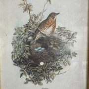 Ancienne illustration d’oiseauAncienne illustration d’oiseau encadrée