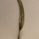 Paper cut or bronze letter opener