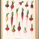 Poster on radishes, based on an old engraving from 1886.