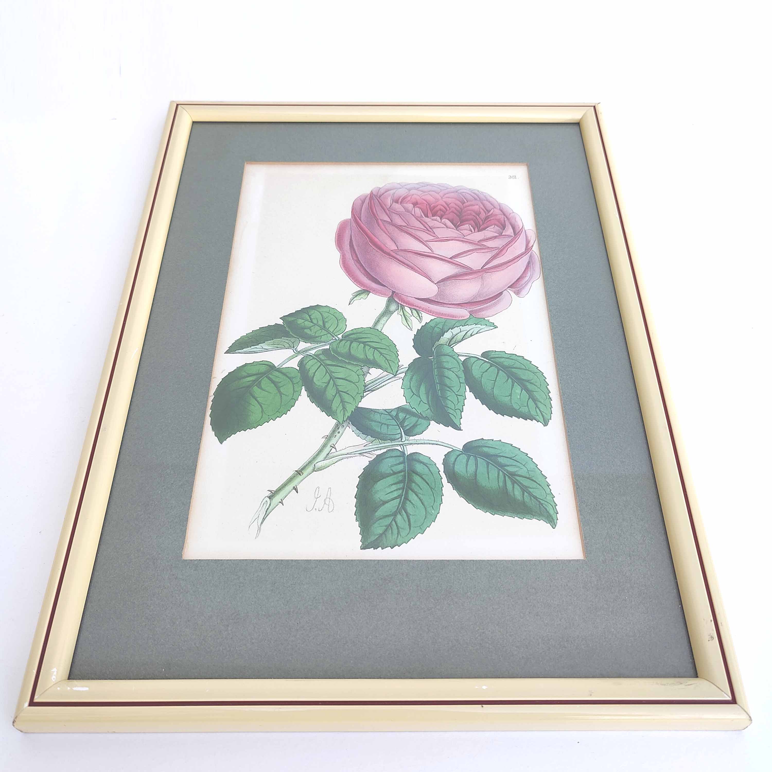 Pink botanical illustration lithograph
