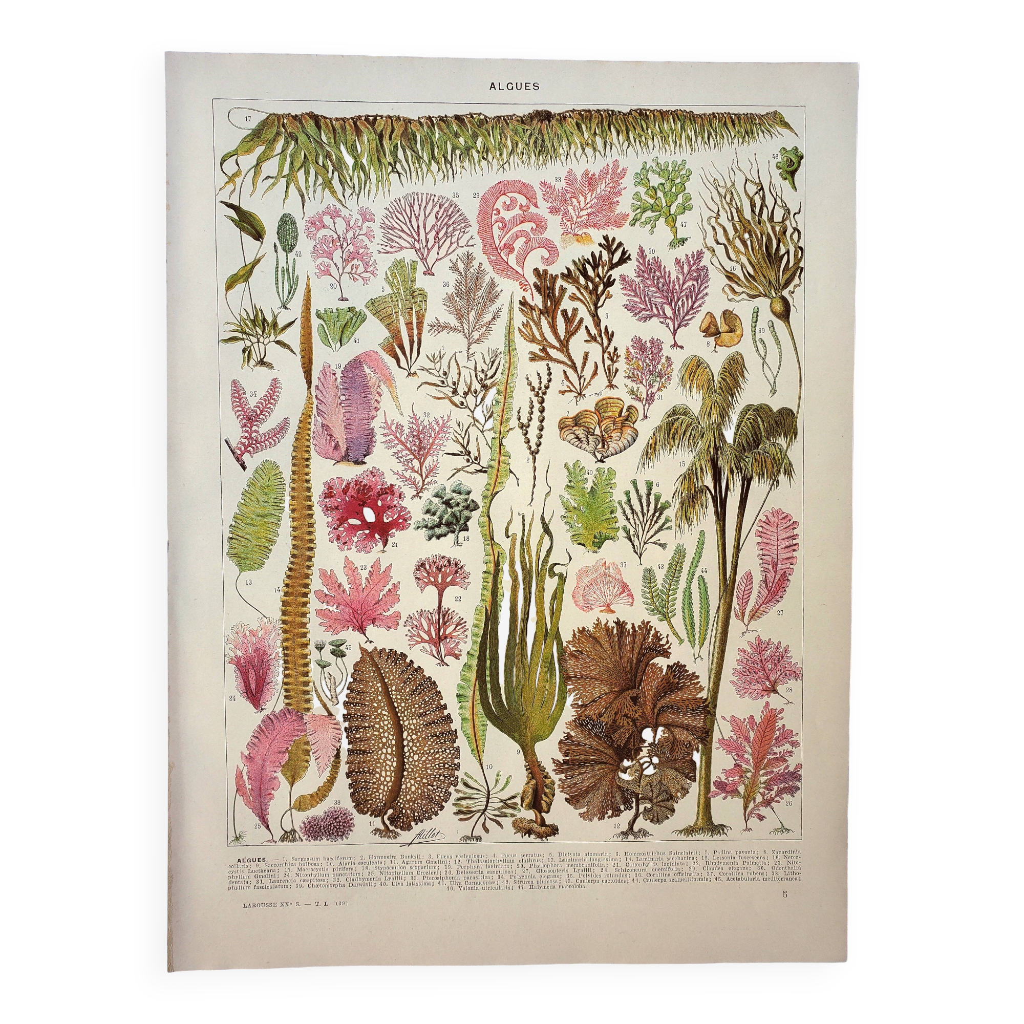 Antique engraving 1928, Algae, marine plant, flora • Lithograph, original illustration