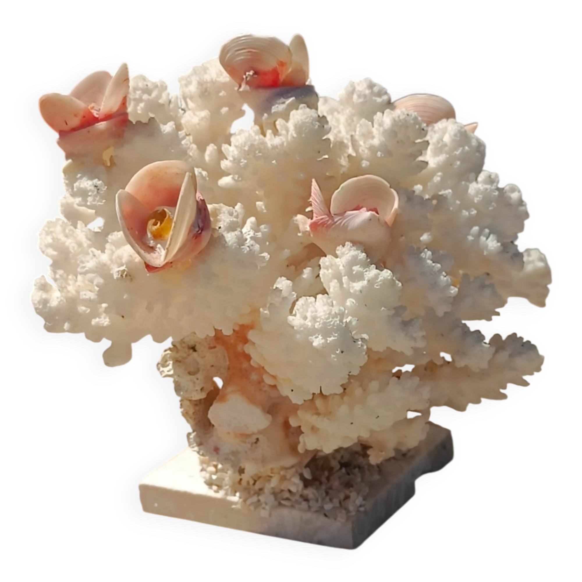White coral tree with shell