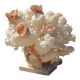 White coral tree with shell