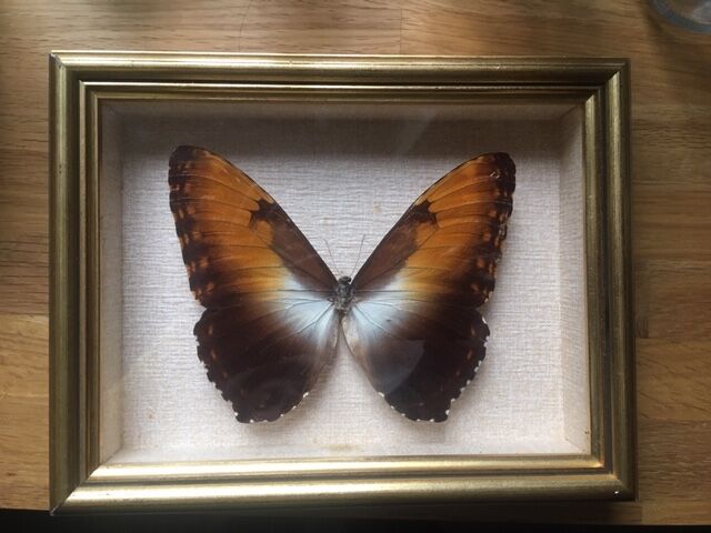Naturalized butterfly frame, 23x17 cm