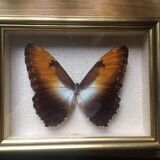 Naturalized butterfly frame, 23x17 cm