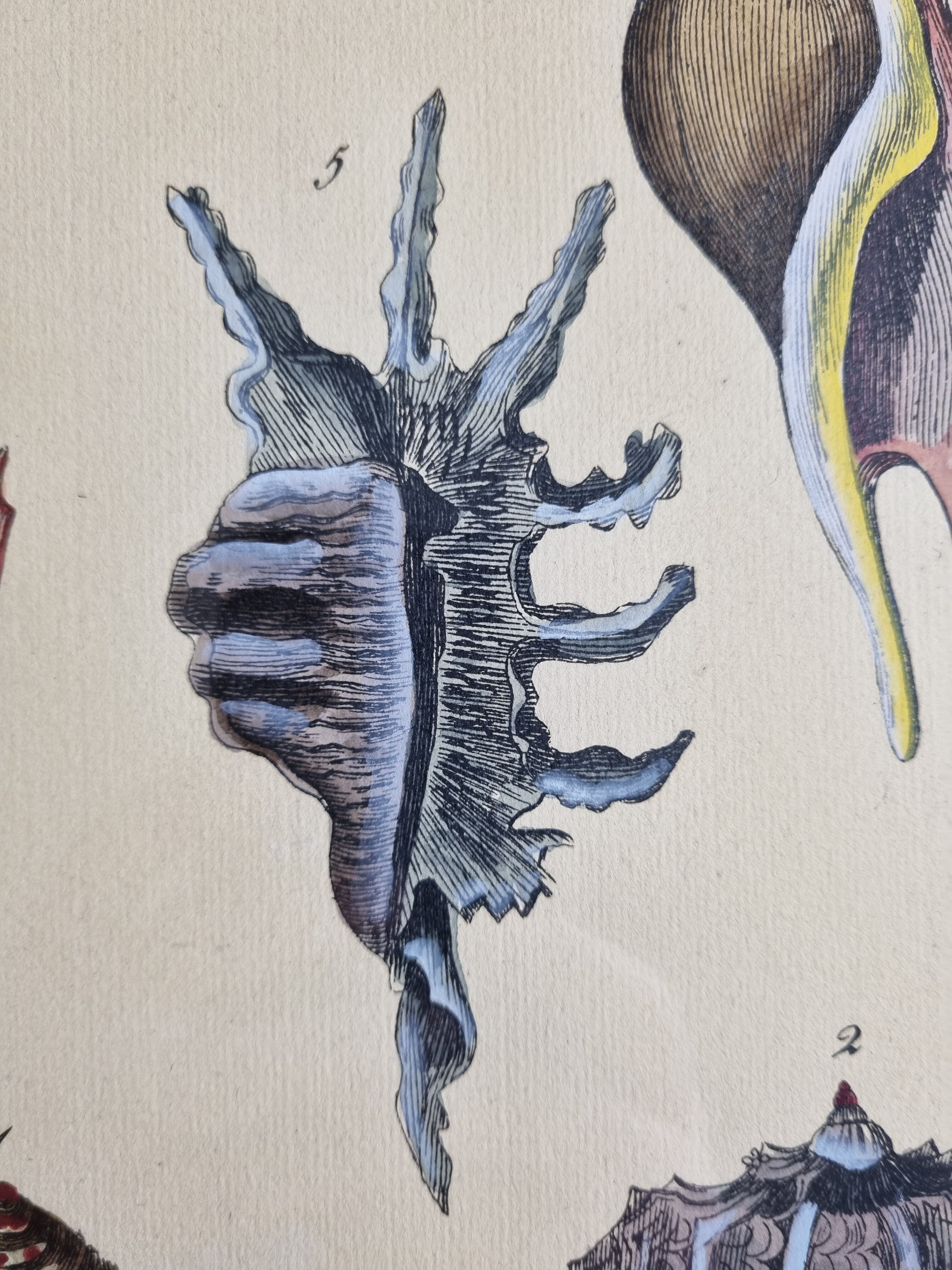 Natural History plate number 8, Conchyliology, signed in the plate, XVIIIth