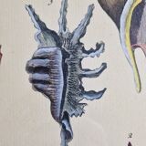 Natural History plate number 8, Conchyliology, signed in the plate, XVIIIth