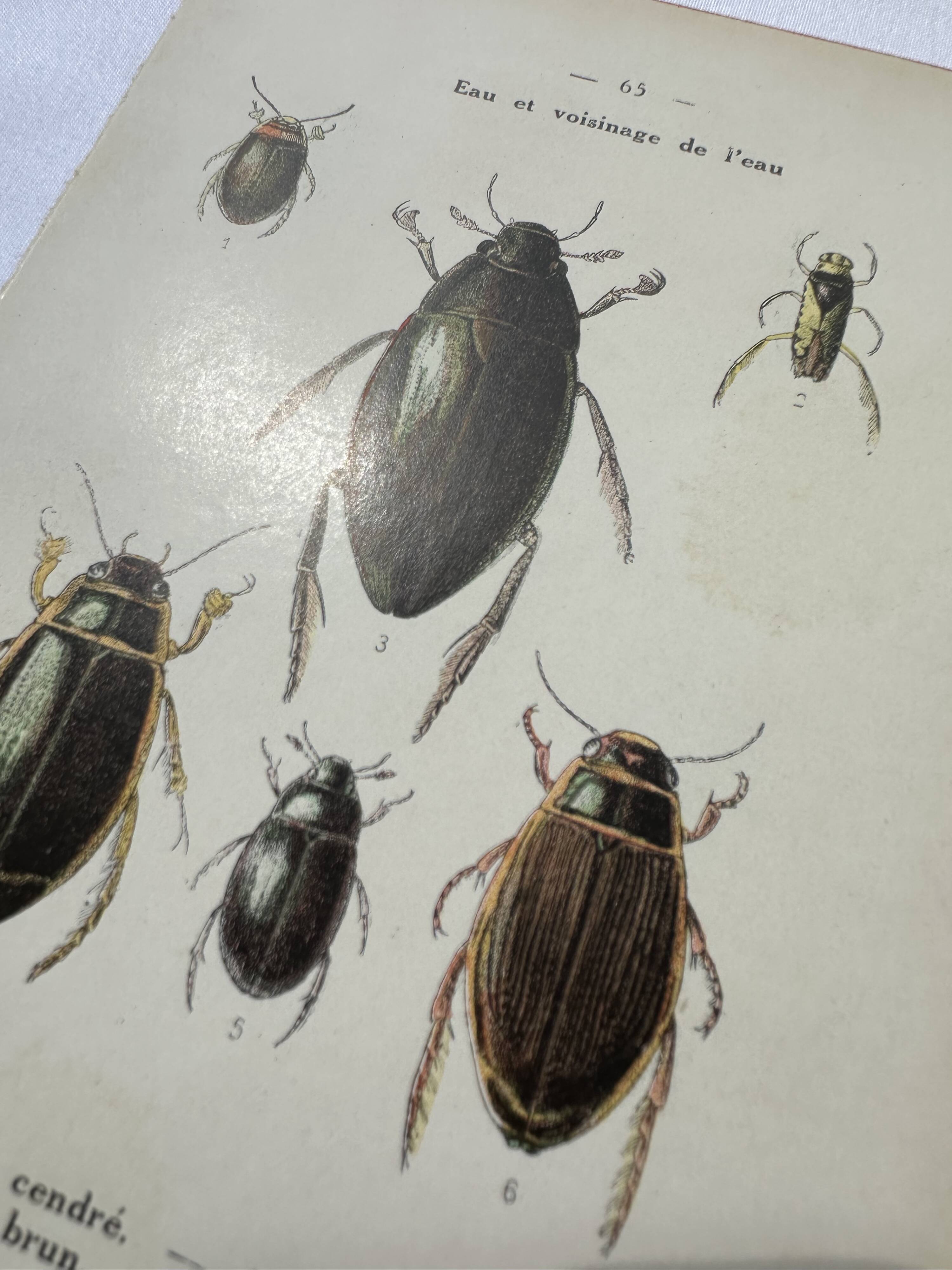 Botanical engraving old naturalist plate France