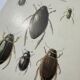 Botanical engraving old naturalist plate France