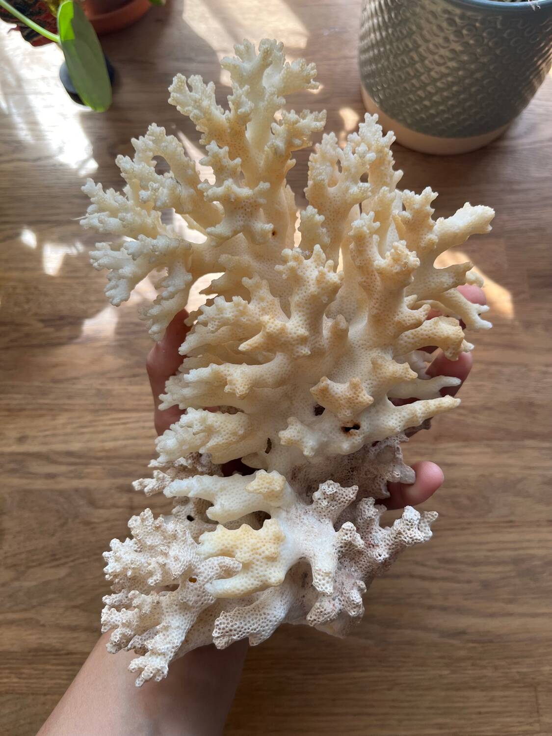 White coral