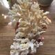 White coral