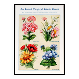 Poster featuring abronia, rose everlasting, adonis, and ageratum