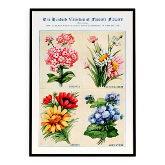 Poster featuring abronia, rose everlasting, adonis, and ageratum