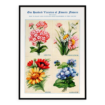 Poster featuring abronia, rose everlasting, adonis, and ageratum