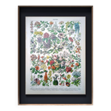 Printed in 1905, the flowers of trees and shrubs