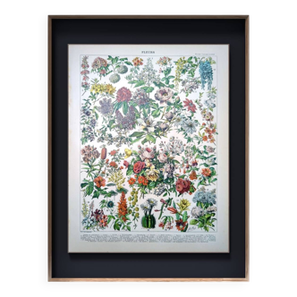 Printed in 1905, the flowers of trees and shrubs