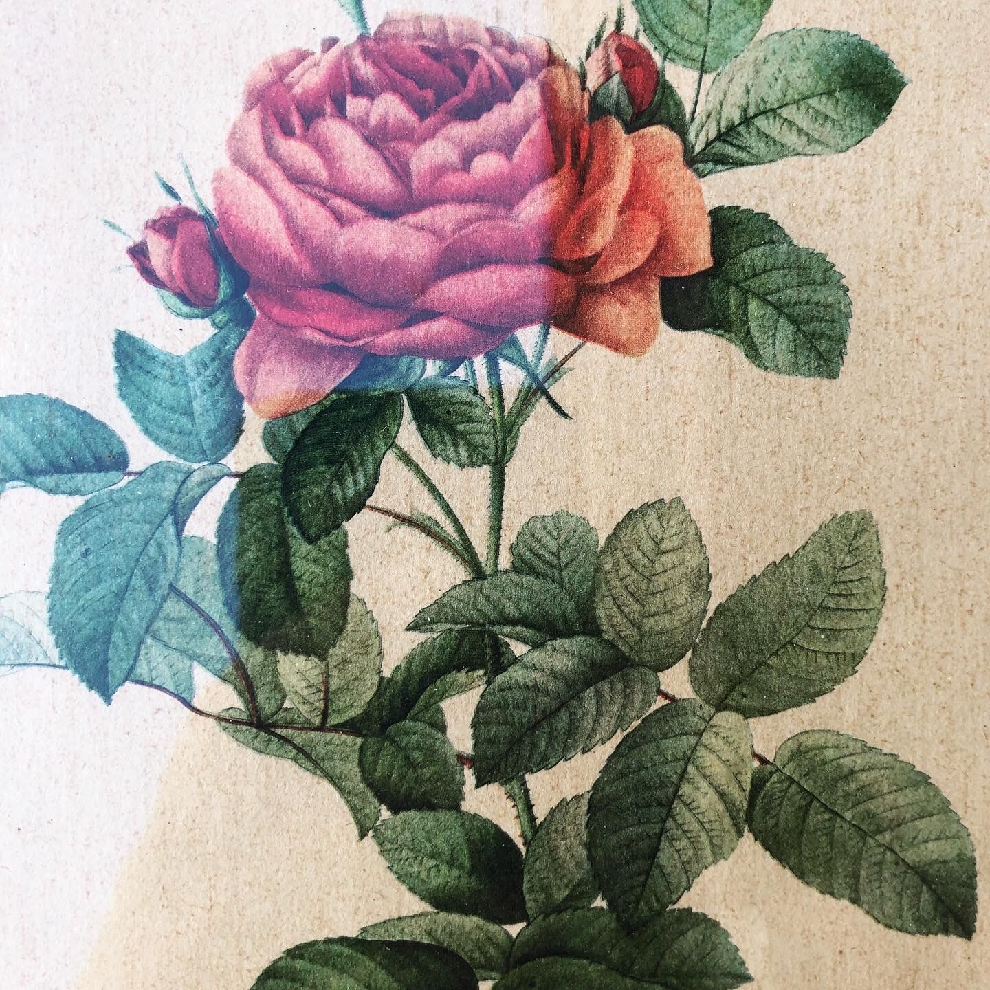 Lithograph PJ Redouté