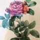 Lithograph PJ Redouté