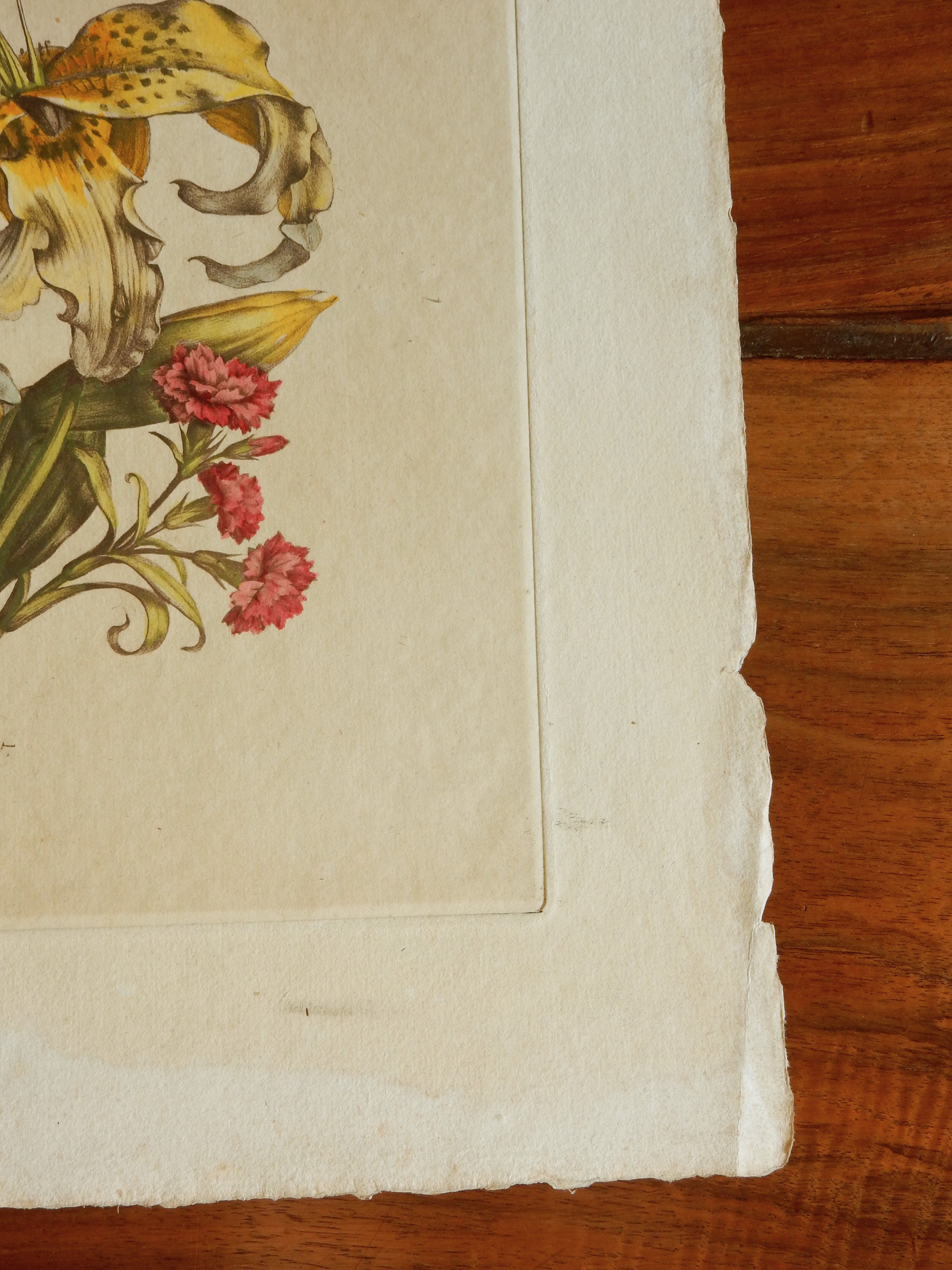 Planche botanique Lys jaune et oeillets du poète roses