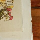 Old botanical plate Yellow lily and pink carnations of the poet