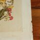 Planche botanique Lys jaune et oeillets du poète roses