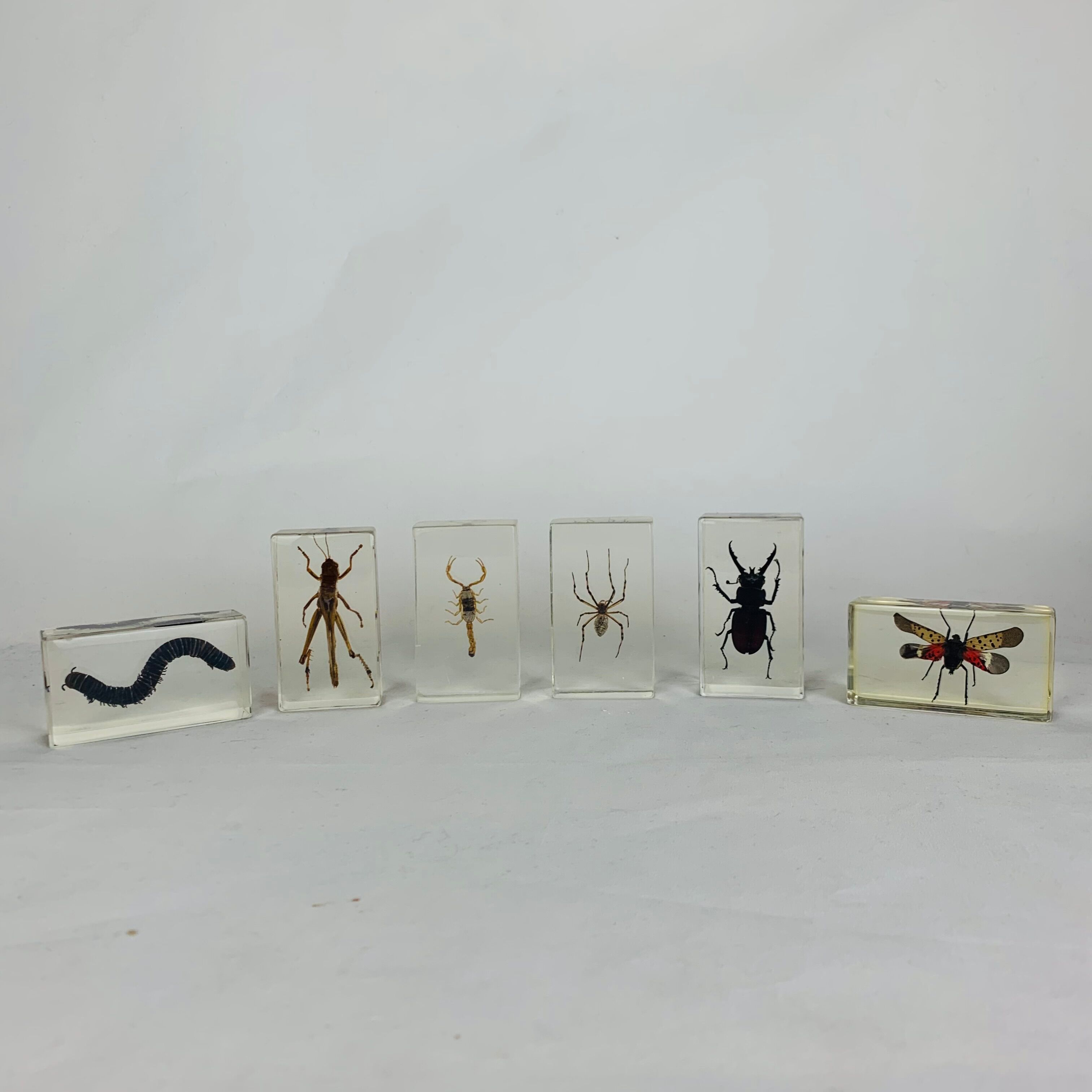 Set of 6 insects inclusion in resin