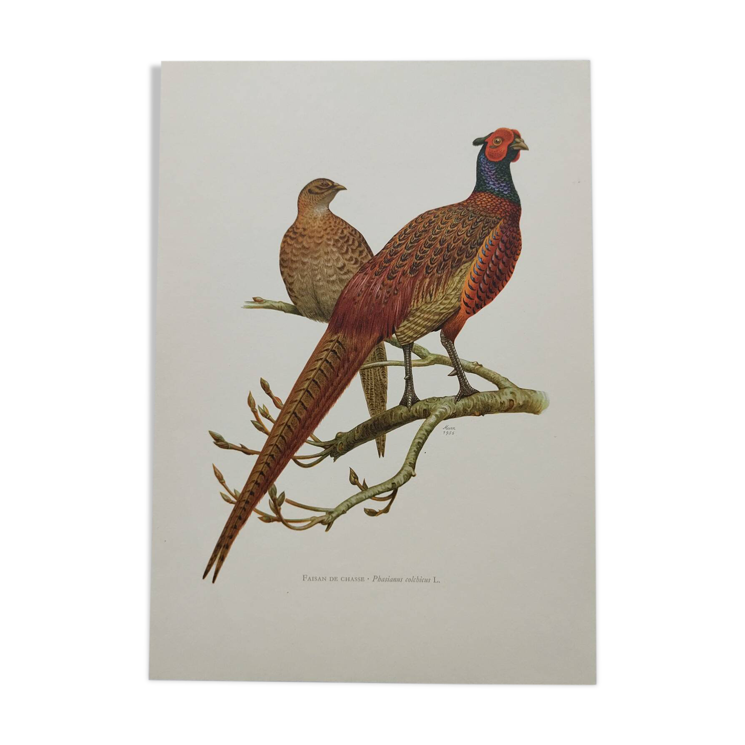Planche oiseaux Années 60 - Faisan de Chasse - Illustration ornithologique vintage