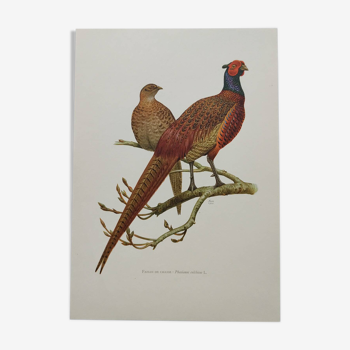 Bird board 60s - Hunting Pheasant - Vintage ornithological illustration