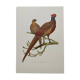 Planche oiseaux Années 60 - Faisan de Chasse - Illustration ornithologique vintage