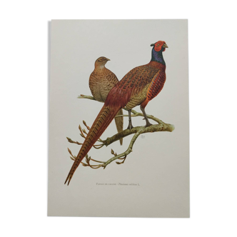 Bird board 60s - Hunting Pheasant - Vintage ornithological illustration