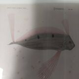 19th century engraving of fish