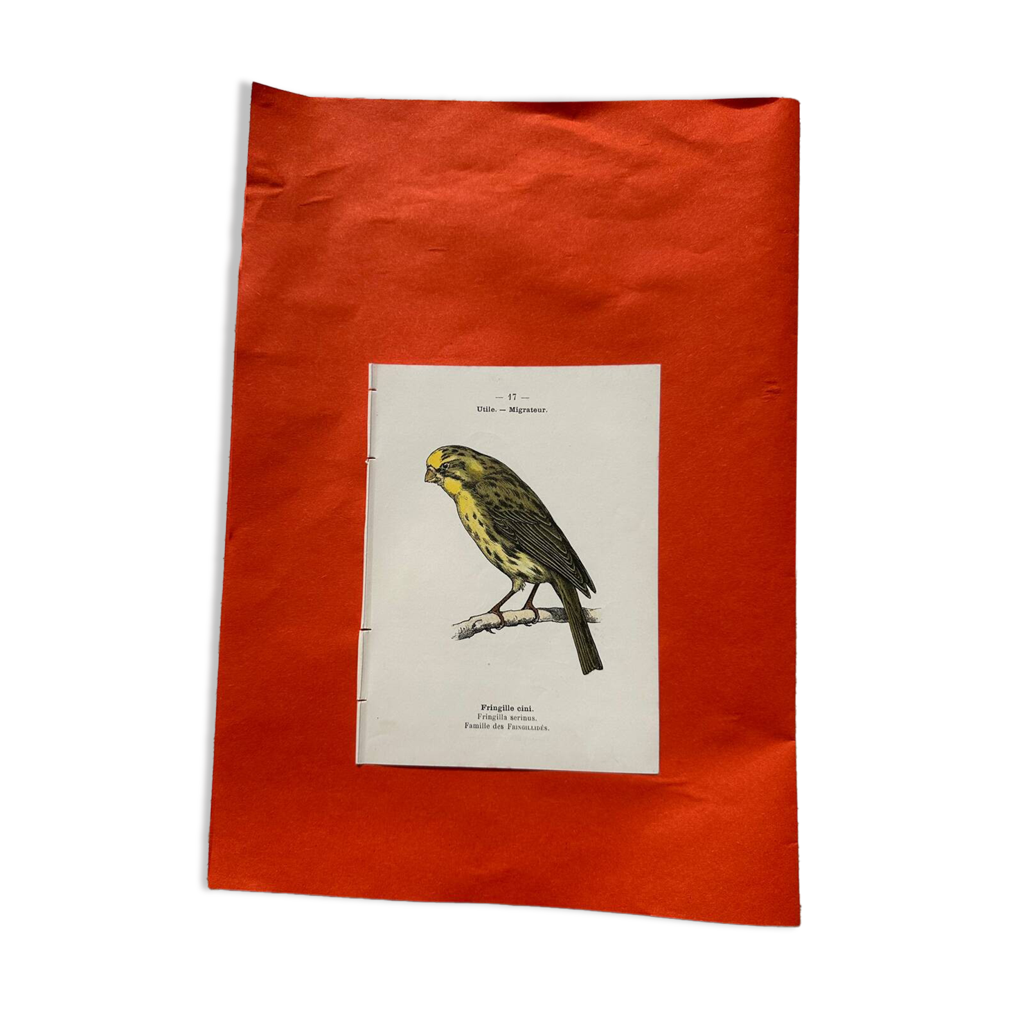 Botanical engraving birds double sided naturalist board