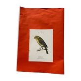 Gravure botanique oiseaux double face planche naturaliste